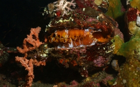 Bali 2016 - Variable thorny oyster - spondyle variable - Spondylus varians - IMG_5822_rc